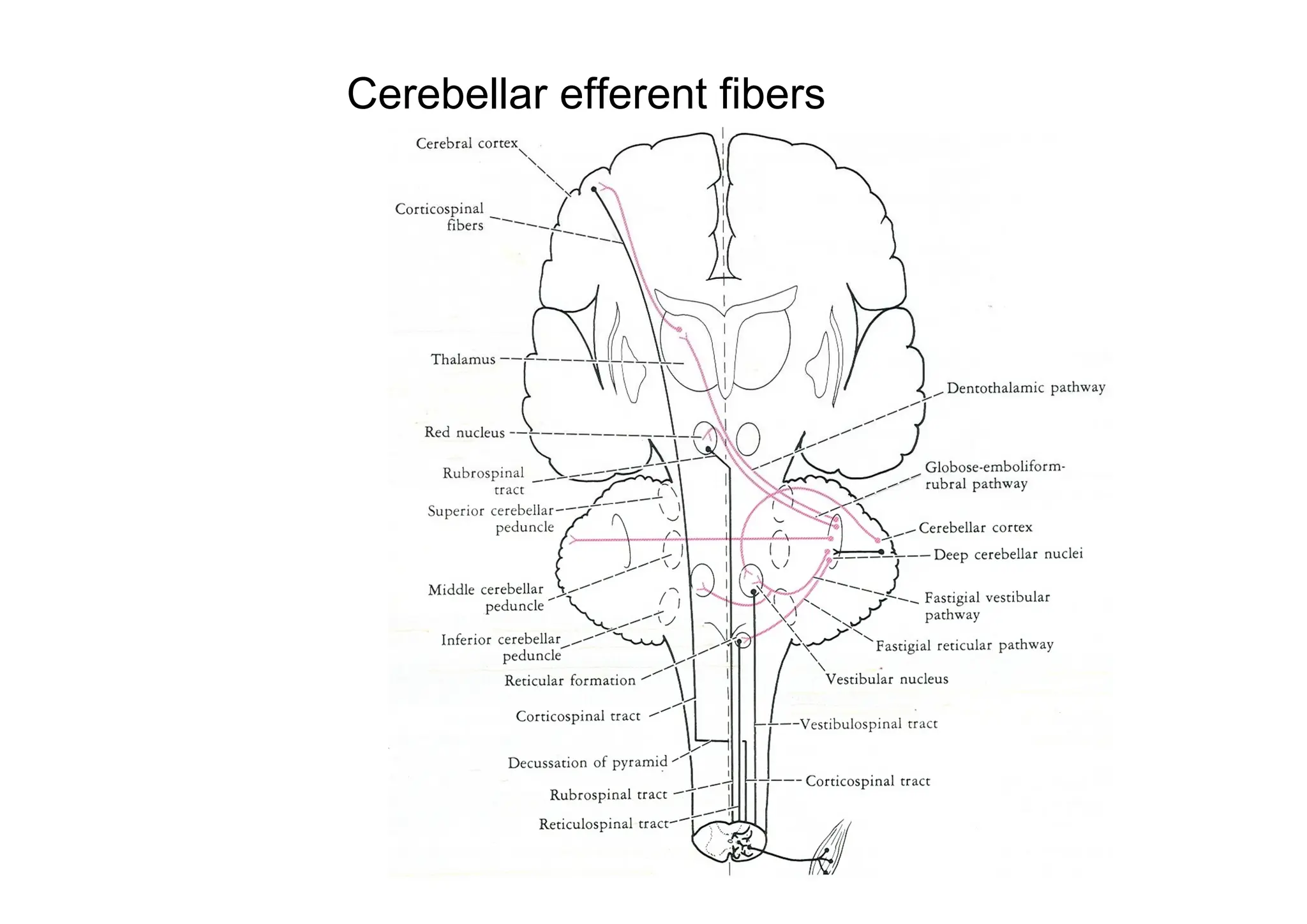 Cerebellar efferent fibers
 