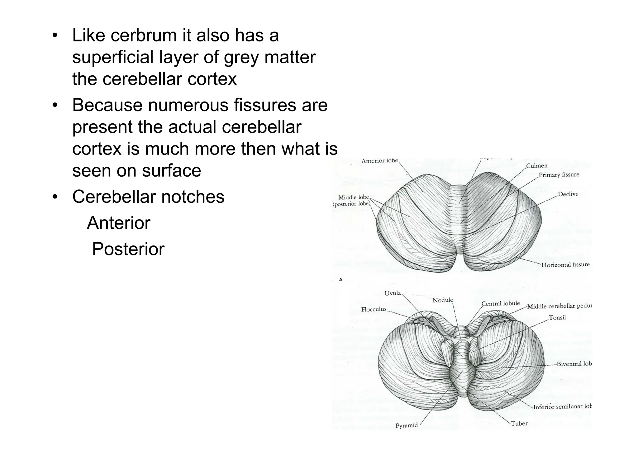• Like cerbrum it also has a
superficial layer of grey matter
the cerebellar cortex
• Because numerous fissures are
present the actual cerebellar
cortex is much more then what is
seen on surface
• Cerebellar notches
Anterior
Posterior
 