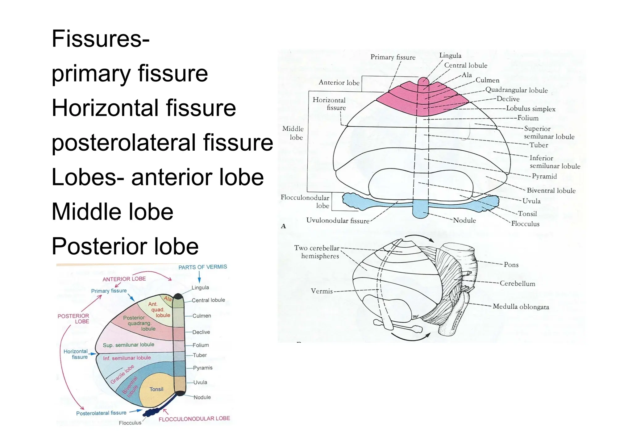 Fissures-
primary fissure
Horizontal fissure
posterolateral fissure
Lobes- anterior lobe
Middle lobe
Posterior lobe
 