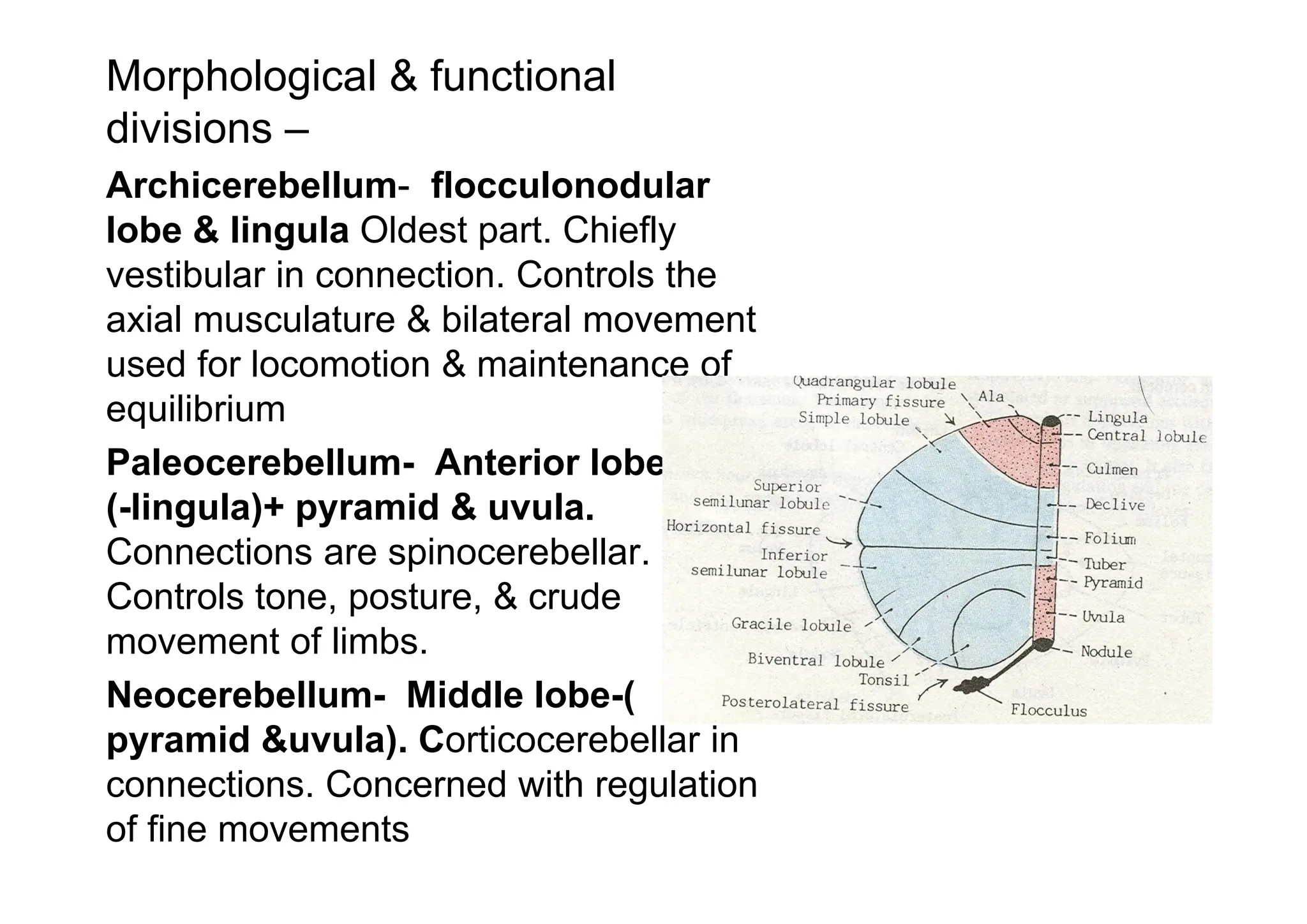 Morphological & functional
divisions –
Archicerebellum- flocculonodular
lobe & lingula Oldest part. Chiefly
vestibular in connection. Controls the
axial musculature & bilateral movement
used for locomotion & maintenance of
equilibrium
Paleocerebellum- Anterior lobe
(-lingula)+ pyramid & uvula.
Connections are spinocerebellar.
Controls tone, posture, & crude
movement of limbs.
Neocerebellum- Middle lobe-(
pyramid &uvula). Corticocerebellar in
connections. Concerned with regulation
of fine movements
 