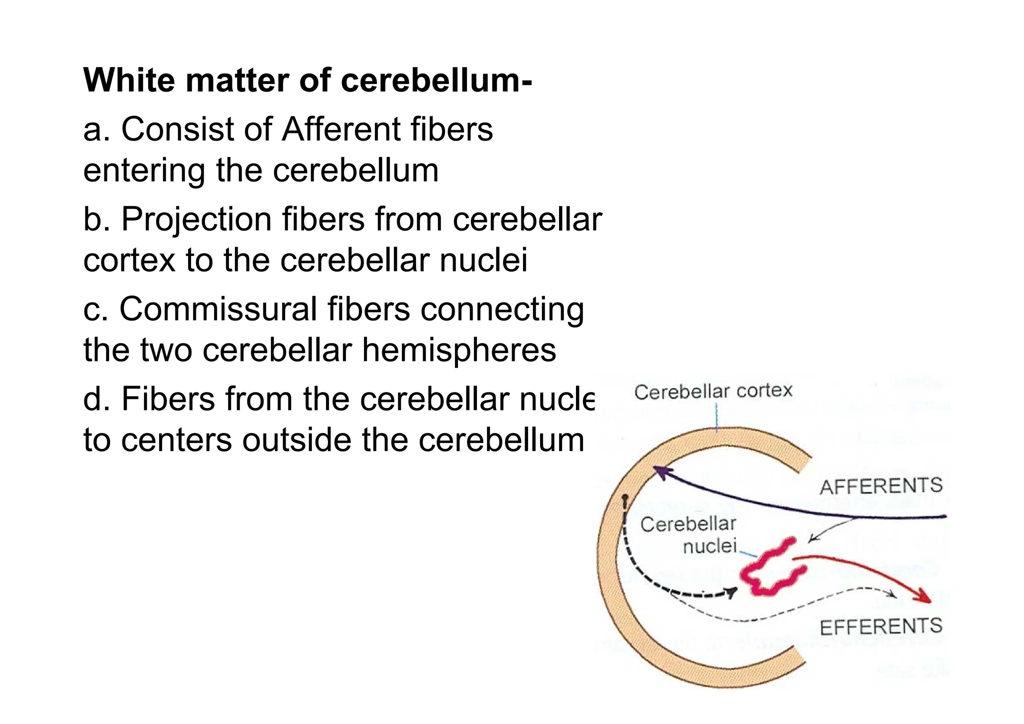 White matter of cerebellum-
a. Consist of Afferent fibers
entering the cerebellum
b. Projection fibers from cerebellar
cortex to the cerebellar nuclei
c. Commissural fibers connecting
the two cerebellar hemispheres
d. Fibers from the cerebellar nuclei
to centers outside the cerebellum
 