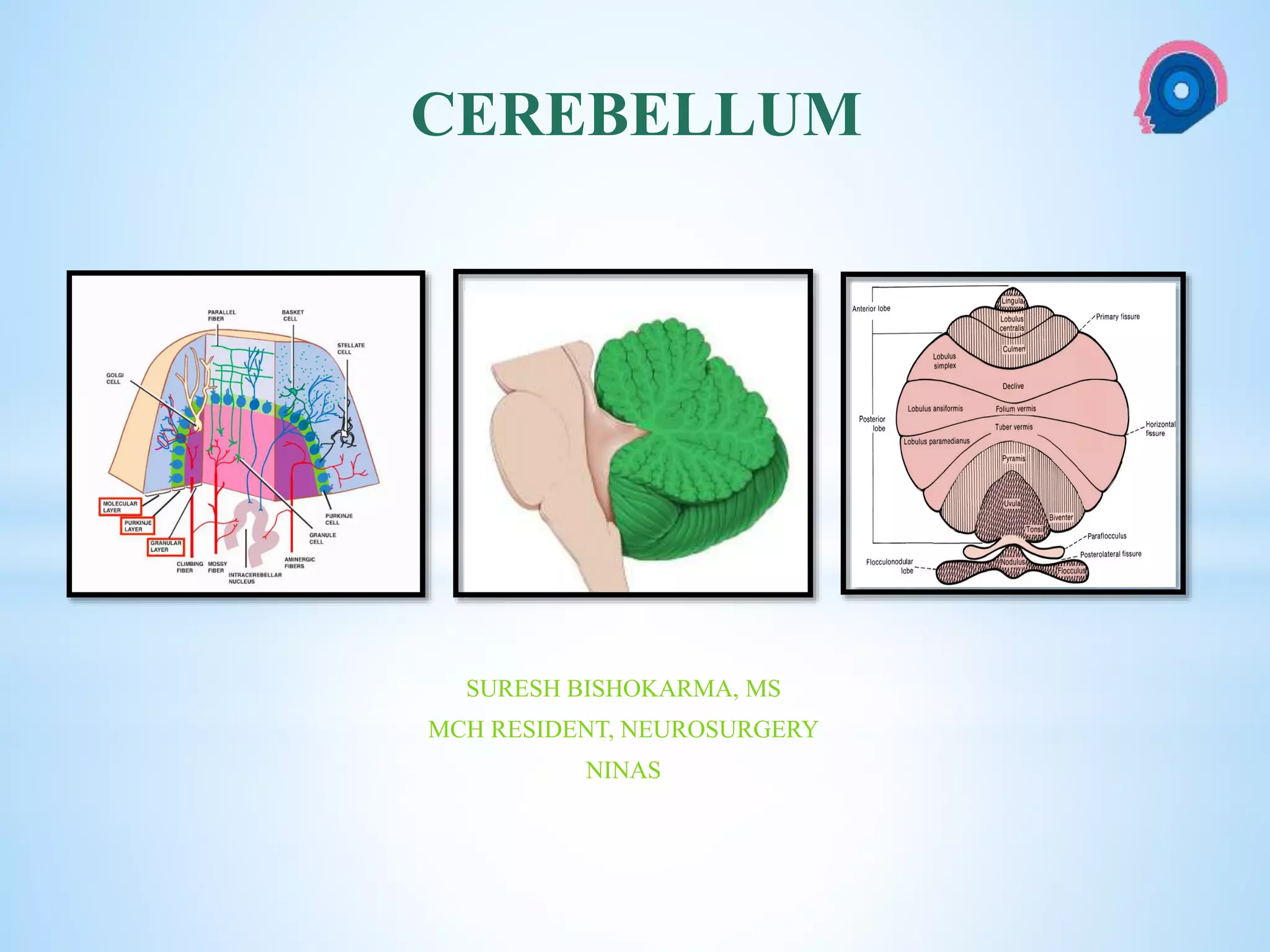 Cerebellum Anatomy Ppt
