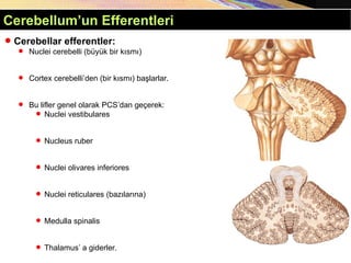 Cerebellum Anatomisi, Lobları, Vermis Cerebellum | PPT