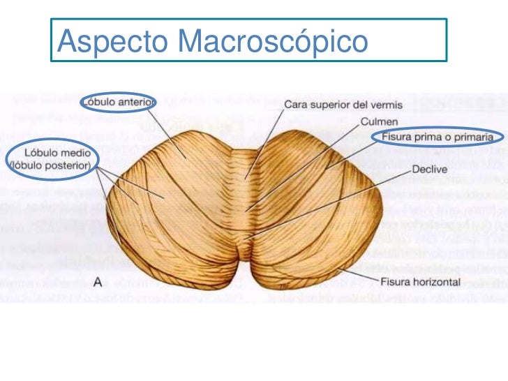 Cerebelo