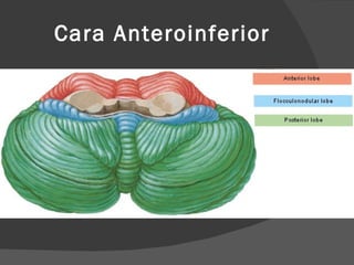 Cara Anteroinferior 