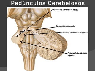 Pedúnculos Cerebelosos 