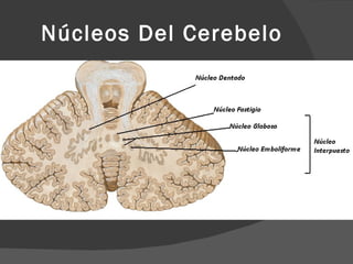 Núcleos Del Cerebelo 