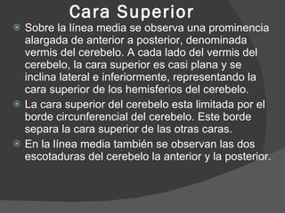 Cara Superior Sobre la línea media se observa una prominencia alargada de anterior a posterior, denominada vermis del cerebelo. A cada lado del vermis del cerebelo, la cara superior es casi plana y se inclina lateral e inferiormente, representando la cara superior de los hemisferios del cerebelo. La cara superior del cerebelo esta limitada por el borde circunferencial del cerebelo. Este borde separa la cara superior de las otras caras. En la línea media también se observan las dos escotaduras del cerebelo la anterior y la posterior. 