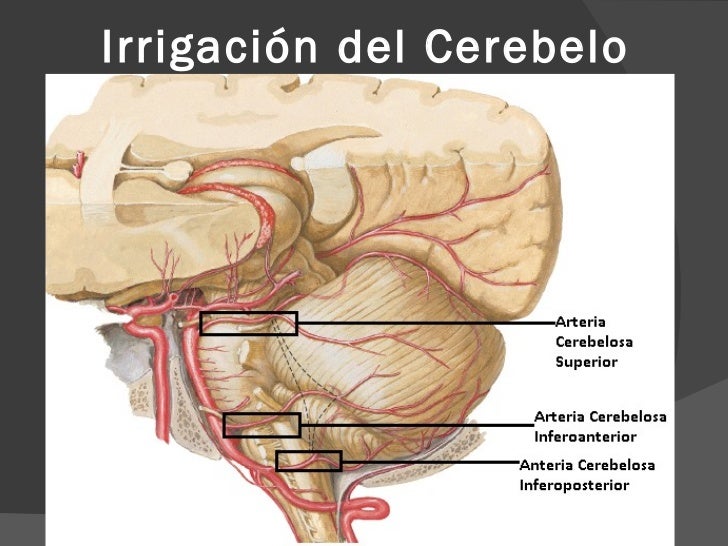 Resultado de imagen para irrigacion cerebelo