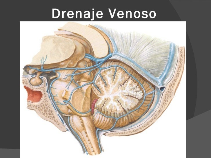 Resultado de imagen para drenaje venoso cerebelo