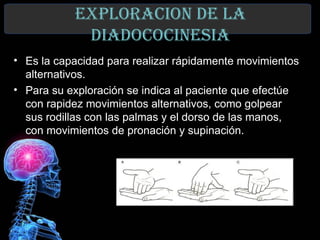 exploraCIon de la
            dIadoCoCInesIa
• Es la capacidad para realizar rápidamente movimientos
  alternativos.
• Para su exploración se indica al paciente que efectúe
  con rapidez movimientos alternativos, como golpear
  sus rodillas con las palmas y el dorso de las manos,
  con movimientos de pronación y supinación.




 27
 