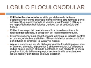 LOBULO FLOCULONODULAR
 El lóbulo floculonodular se sitúa por delante de la fisura
posterolateral y como su propio nombre indica está formado por el
nódulo (X) -que corresponde al vermis- y los flóculos (H X) -que
corresponden a los hemisferios-, unidos por el pedúnculo del
flóculo.
 El término cuerpo del cerebelo se utiliza para denominar a la
totalidad del cerebelo, a excepción del lóbulo floculonodular.
 El vermis superior está constituido por la língula, el lobulillo central,
el culmen, el declive y el folium. El vermis inferior está constituido
por el túber, la pirámide, la úvula y el nódulo.
 Algunos autores en vez de distinguir tres lóbulos distinguen cuatro:
el anterior, el medio, el posterior y el floculonodular. La diferencia
radica en que dividen al lóbulo posterior en dos mediante la fisura
prepiramidal, de tal forma que por encima de ella se extiende el
lóbulo medio y por debajo el lóbulo posterior.
 