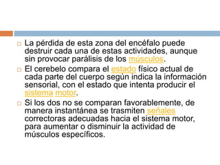  La pérdida de esta zona del encéfalo puede
destruir cada una de estas actividades, aunque
sin provocar parálisis de los músculos.
 El cerebelo compara el estado físico actual de
cada parte del cuerpo según indica la información
sensorial, con el estado que intenta producir el
sistema motor.
 Si los dos no se comparan favorablemente, de
manera instantánea se trasmiten señales
correctoras adecuadas hacia el sistema motor,
para aumentar o disminuir la actividad de
músculos específicos.
 