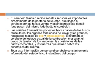    El cerebelo también recibe señales sensoriales importantes
    directamente de la periferia del cuerpo, que llegan al
    cerebelo por las haces ventral y espinocerebeloso dorsal
    (que pasan del mismo lado hasta el cerebelo).
   Las señales transmitidas por estos haces nacen de los husos
    musculares, los órganos tendinosos de Golgi, y los grandes
    receptores táctiles de piel y articulaciones, e informan al
    cerebelo del estado actual de la contracción muscular, el
    grado de tensión de los tendones, las posiciones de las
    partes corporales, y las fuerzas que actúan sobre las
    superficies del cuerpo.
   Toda esta información conserva el cerebelo constantemente
    informado del estado físico instantáneo del cuerpo.
 