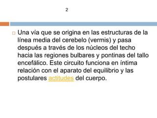2




   Una vía que se origina en las estructuras de la
    línea media del cerebelo (vermis) y pasa
    después a través de los núcleos del techo
    hacia las regiones bulbares y pontinas del tallo
    encefálico. Este circuito funciona en íntima
    relación con el aparato del equilibrio y las
    postulares actitudes del cuerpo.
 