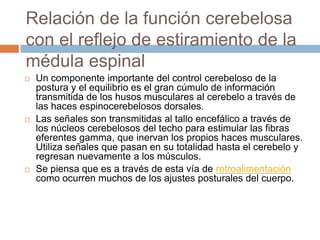 Relación de la función cerebelosa
con el reflejo de estiramiento de la
médula espinal
   Un componente importante del control cerebeloso de la
    postura y el equilibrio es el gran cúmulo de información
    transmitida de los husos musculares al cerebelo a través de
    las haces espinocerebelosos dorsales.
   Las señales son transmitidas al tallo encefálico a través de
    los núcleos cerebelosos del techo para estimular las fibras
    eferentes gamma, que inervan los propios haces musculares.
    Utiliza señales que pasan en su totalidad hasta el cerebelo y
    regresan nuevamente a los músculos.
   Se piensa que es a través de esta vía de retroalimentación
    como ocurren muchos de los ajustes posturales del cuerpo.
 