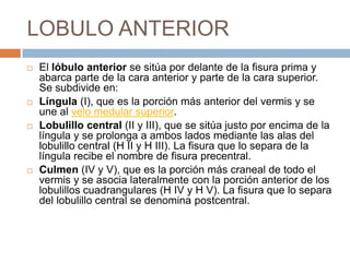 LOBULO ANTERIOR
   El lóbulo anterior se sitúa por delante de la fisura prima y
    abarca parte de la cara anterior y parte de la cara superior.
    Se subdivide en:
   Língula (I), que es la porción más anterior del vermis y se
    une al velo medular superior.
   Lobulillo central (II y III), que se sitúa justo por encima de la
    língula y se prolonga a ambos lados mediante las alas del
    lobulillo central (H II y H III). La fisura que lo separa de la
    língula recibe el nombre de fisura precentral.
   Culmen (IV y V), que es la porción más craneal de todo el
    vermis y se asocia lateralmente con la porción anterior de los
    lobulillos cuadrangulares (H IV y H V). La fisura que lo separa
    del lobulillo central se denomina postcentral.
 