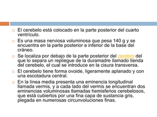    El cerebelo está colocado en la parte posterior del cuarto
    ventrículo.
   Es una masa nerviosa voluminosa que pesa 140 g y se
    encuentra en la parte posterior e inferior de la base del
    cráneo.
   Se localiza por debajo de la parte posterior del cerebro del
    que lo separa un repliegue de la duramadre llamado tienda
    del cerebelo, el cual se introduce en la cisura transversa.
   El cerebelo tiene forma ovoide, ligeramente aplanado y con
    una escotadura central.
   En la línea media presenta una eminencia longitudinal
    llamada vermis, y a cada lado del vermis se encuentran dos
    eminencias voluminosas llamadas hemisferios cerebelosos,
    que está cubiertos por una fina capa de sustancia gris,
    plegada en numerosas circunvoluciones finas.
 