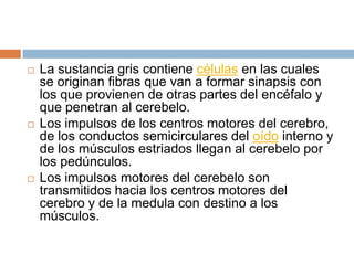    La sustancia gris contiene células en las cuales
    se originan fibras que van a formar sinapsis con
    los que provienen de otras partes del encéfalo y
    que penetran al cerebelo.
   Los impulsos de los centros motores del cerebro,
    de los conductos semicirculares del oído interno y
    de los músculos estriados llegan al cerebelo por
    los pedúnculos.
   Los impulsos motores del cerebelo son
    transmitidos hacia los centros motores del
    cerebro y de la medula con destino a los
    músculos.
 