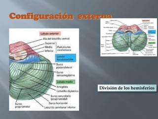 Configuración externa




                  División de los hemisferios
 
