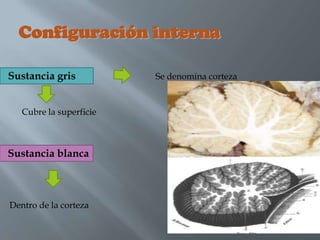 Configuración interna

Sustancia gris           Se denomina corteza


   Cubre la superficie



Sustancia blanca



Dentro de la corteza
 