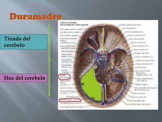 Duramadre

Tienda del
cerebelo




Hoz del cerebelo
 