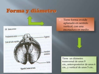Forma y diámetro
                       Tiene forma ovoide
                        aplanado en sentido
                        vertical, con una
                        escotadura en medio.




                       Tiene un diámetro
                       transversal de unos 9
                       cm., anteroposterior de unos 6
                       cm., y vertical de unos 5 cm..
 