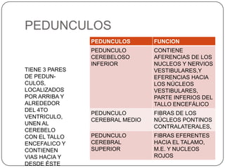 Cerebelo | PPTX
