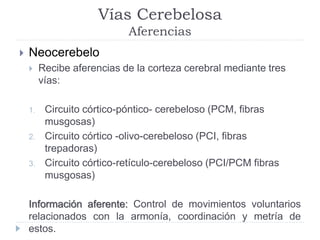 Vías Cerebelosa
Aferencias
 Neocerebelo
 Recibe aferencias de la corteza cerebral mediante tres
vías:
1. Circuito córtico-póntico- cerebeloso (PCM, fibras
musgosas)
2. Circuito córtico -olivo-cerebeloso (PCI, fibras
trepadoras)
3. Circuito córtico-retículo-cerebeloso (PCI/PCM fibras
musgosas)
Información aferente: Control de movimientos voluntarios
relacionados con la armonía, coordinación y metría de
estos.
 