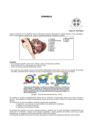 Labios Rombicos Cerebelo | PDF