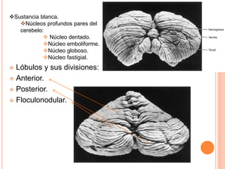 Sustancia blanca.
Núcleos profundos pares del
cerebelo:
 Núcleo dentado.
Núcleo emboliforme.
Núcleo globoso.
Núcleo fastigial.
 Lóbulos y sus divisiones:
 Anterior.
 Posterior.
 Floculonodular.
 