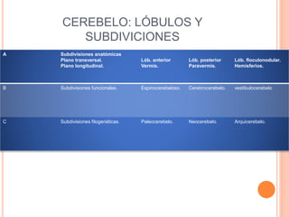 CEREBELO: LÓBULOS Y
SUBDIVICIONES
A Subdivisiones anatómicas
Plano transversal.
Plano longitudinal.
Lób. anterior
Vermis.
Lób. posterior
Paravermis.
Lób. floculonodular.
Hemisferios.
B Subdivisiones funcionales. Espinocerebeloso. Cerebrocerebelo. vestibulocerebelo
C Subdivisiones filogenéticas. Paleocerebelo. Neocerebelo. Arquicerebelo.
 