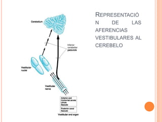 REPRESENTACIÓ
N DE LAS
AFERENCIAS
VESTIBULARES AL
CEREBELO
 