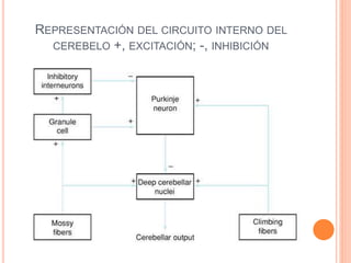 REPRESENTACIÓN DEL CIRCUITO INTERNO DEL
CEREBELO +, EXCITACIÓN; -, INHIBICIÓN
 