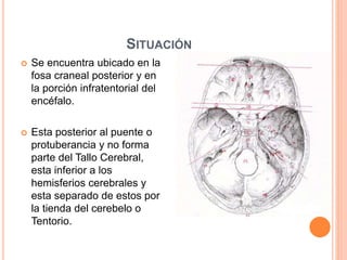 SITUACIÓN
 Se encuentra ubicado en la
fosa craneal posterior y en
la porción infratentorial del
encéfalo.
 Esta posterior al puente o
protuberancia y no forma
parte del Tallo Cerebral,
esta inferior a los
hemisferios cerebrales y
esta separado de estos por
la tienda del cerebelo o
Tentorio.
 
