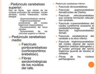  Pedúnculo cerebeloso inferior:
 Fascículo olivocerebeloso.
 Fascículo espinocerebeloso
dorsal(núcleo de Clarke).
 Fascículo reticulocerebeloso
que conecta formación reticular
con cerebelo.
 Fascículo cuneocerebeloso del
núcleo cuneiforme accesorio al
cerebelo(homologo del
fascículo espinocerebeloso
dorsal)
 Fascículo cerebeloolivar del
cerebelo a la oliva inferior.
 Fascículo trigéminocerebeloso
del núcleo espinal del nervio
trigémino (médula oblongada) y
el núcleo principal del nervio
trigémino (puente de Varolio) al
cerebelo.
 Fibras de los núcleos
perihipoglosos.
oPedúnculo cerebeloso
superior:
Haz de fibras que vienen de los
núcleos profundos del cerebelo, núcleo
dentado, núcleo interpuesto, núcleo
fastigial.
o Espinocerebeloso ventral.
oTrigeminocerebeloso
proveniente del nucleo
trigeminal mesencefalico.
oCeruleocerebelo del locus
ceruleo.
oTectocerebelo de los
colículos superior e inferior.
 Pedúnculo cerebeloso
medio:
 Fascículo
pontocerebeloso
(corticopontinoc
erebeloso).
 Fibras
serotoninérgicas
de los núcleos
del rafe.
 