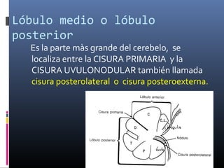 Lóbulo medio o lóbulo
posterior
Es la parte màs grande del cerebelo, se
localiza entre la CISURA PRIMARIA y la
CISURA UVULONODULAR también llamada
cisura posterolateral o cisura posteroexterna.
 