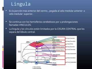 Lingula
 Es la porción mas anterior del vermis , pegada al velo medular anterior o
velo medular superior.
 Se continua con los hemisferios cerebelosos por 2 prolongaciones
llamadas VINCULOS.
 La lingula y los vínculos están limitados por la CISURA CENTRAL que los
separa del lóbulo central.
 