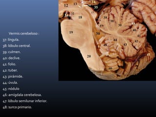 Vermis cerebeloso :
37: língula.
38: lóbulo central.
39: culmen.
40: declive.
41: folio.
42: tuber.
43: pirámide.
44: úvula.
45: nódulo
46: amígdala cerebelosa.
47: lóbulo semilunar inferior.
48: surco primario.
 