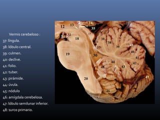 Vermis cerebeloso :
37: língula.
38: lóbulo central.
39: culmen.
40: declive.
41: folio.
42: tuber.
43: pirámide.
44: úvula.
45: nódulo
46: amígdala cerebelosa.
47: lóbulo semilunar inferior.
48: surco primario.
 