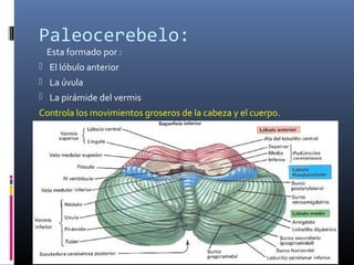 Paleocerebelo:
Esta formado por :
 El lóbulo anterior
 La úvula
 La pirámide del vermis
Controla los movimientos groseros de la cabeza y el cuerpo.
 