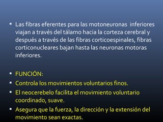  Las fibras eferentes para las motoneuronas inferiores
viajan a través del tálamo hacia la corteza cerebral y
después a través de las fibras corticoespinales, fibras
corticonucleares bajan hasta las neuronas motoras
inferiores.
 FUNCIÓN:
 Controla los movimientos voluntarios finos.
 El neocerebelo facilita el movimiento voluntario
coordinado, suave.
 Asegura que la fuerza, la dirección y la extensión del
movimiento sean exactas.
 