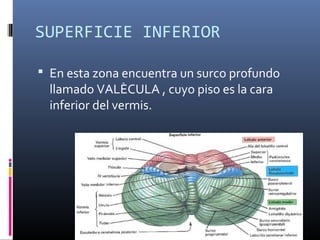 SUPERFICIE INFERIOR
 En esta zona encuentra un surco profundo
llamado VALÈCULA , cuyo piso es la cara
inferior del vermis.
 