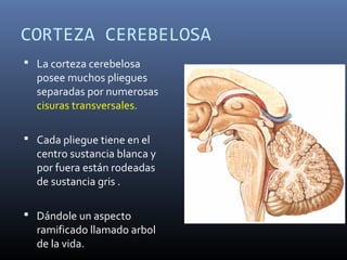 CORTEZA CEREBELOSA
 La corteza cerebelosa
posee muchos pliegues
separadas por numerosas
cisuras transversales.
 Cada pliegue tiene en el
centro sustancia blanca y
por fuera están rodeadas
de sustancia gris .
 Dándole un aspecto
ramificado llamado arbol
de la vida.
 