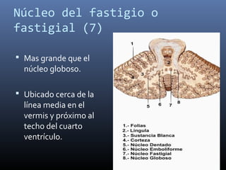 Núcleo del fastigio o
fastigial (7)
 Mas grande que el
núcleo globoso.
 Ubicado cerca de la
línea media en el
vermis y próximo al
techo del cuarto
ventrículo.
 