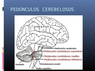 PEDÚNCULOS CEREBELOSOS
 
