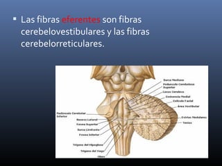  Las fibras eferentes son fibras
cerebelovestibulares y las fibras
cerebelorreticulares.
 