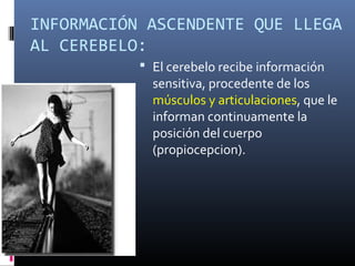 INFORMACIÓN ASCENDENTE QUE LLEGA
AL CEREBELO:
 El cerebelo recibe información
sensitiva, procedente de los
músculos y articulaciones, que le
informan continuamente la
posición del cuerpo
(propiocepcion).
 