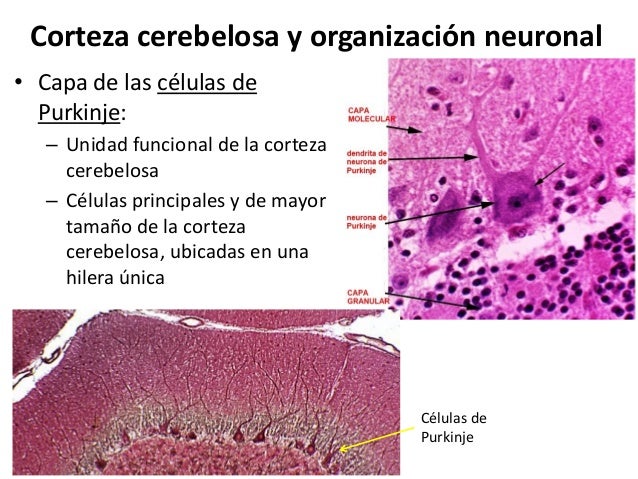 Cerebelo