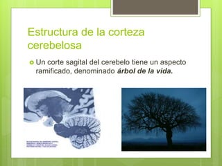 Estructura de la corteza
cerebelosa
 Un corte sagital del cerebelo tiene un aspecto
ramificado, denominado árbol de la vida.
 